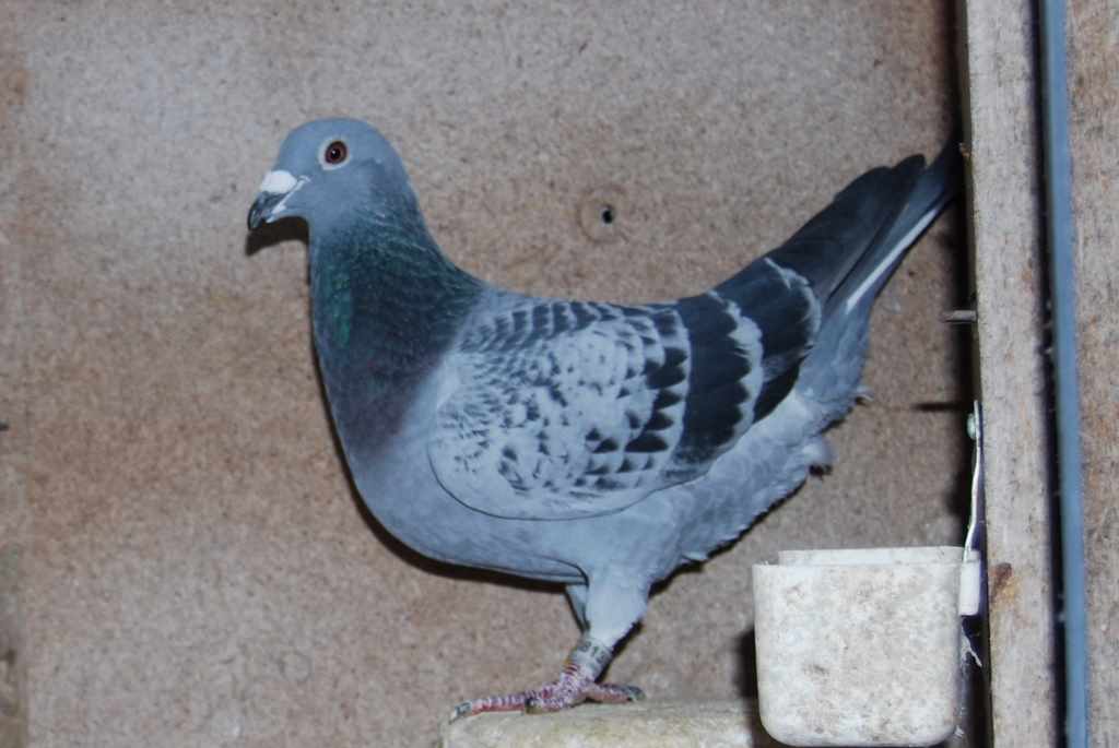 Mon as pigeon fond 1