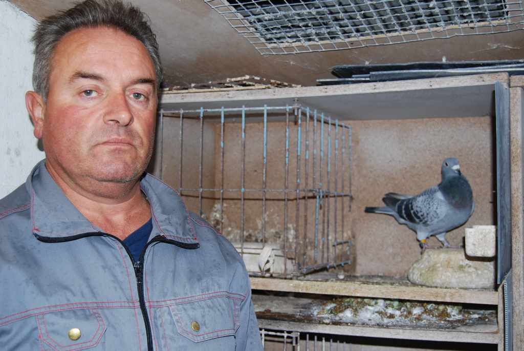 avec mon as pigeon fond 2 1