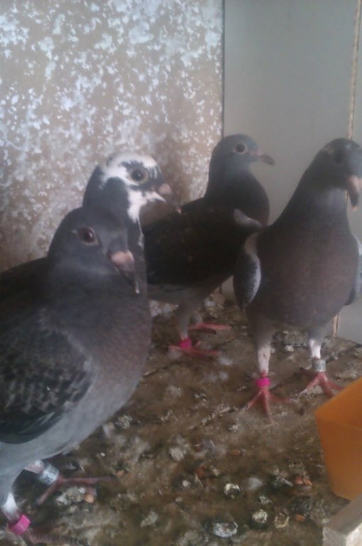 201466 jullier x chauvel