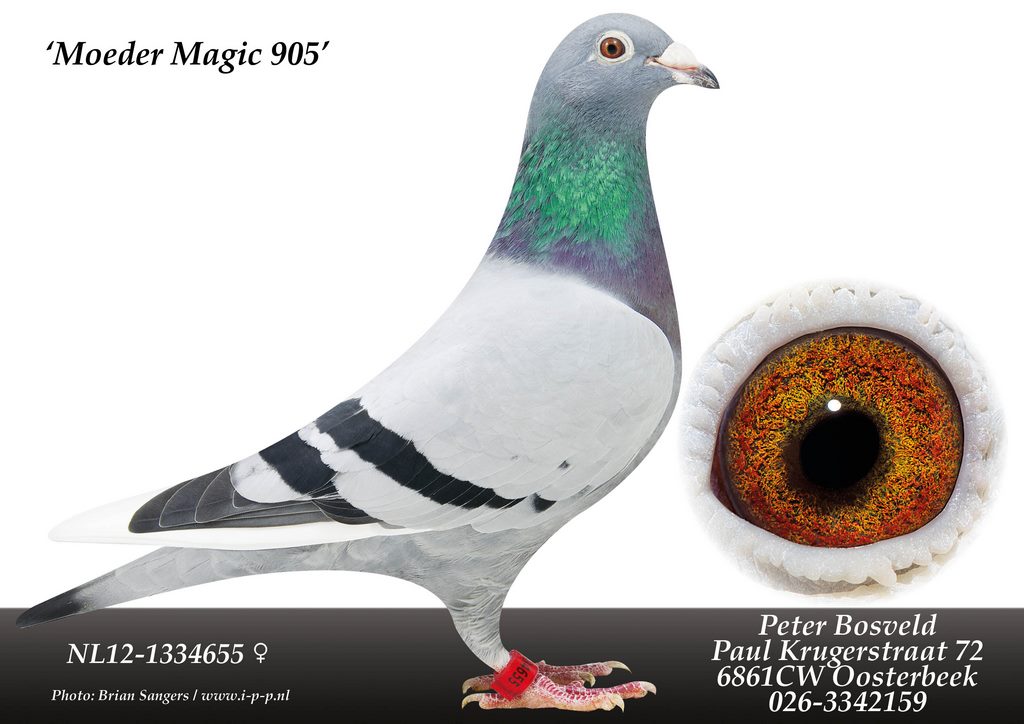 Moeder MAGIC 905 1
