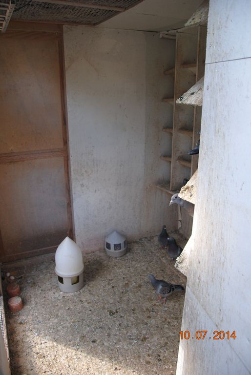compartt pigx yearlings