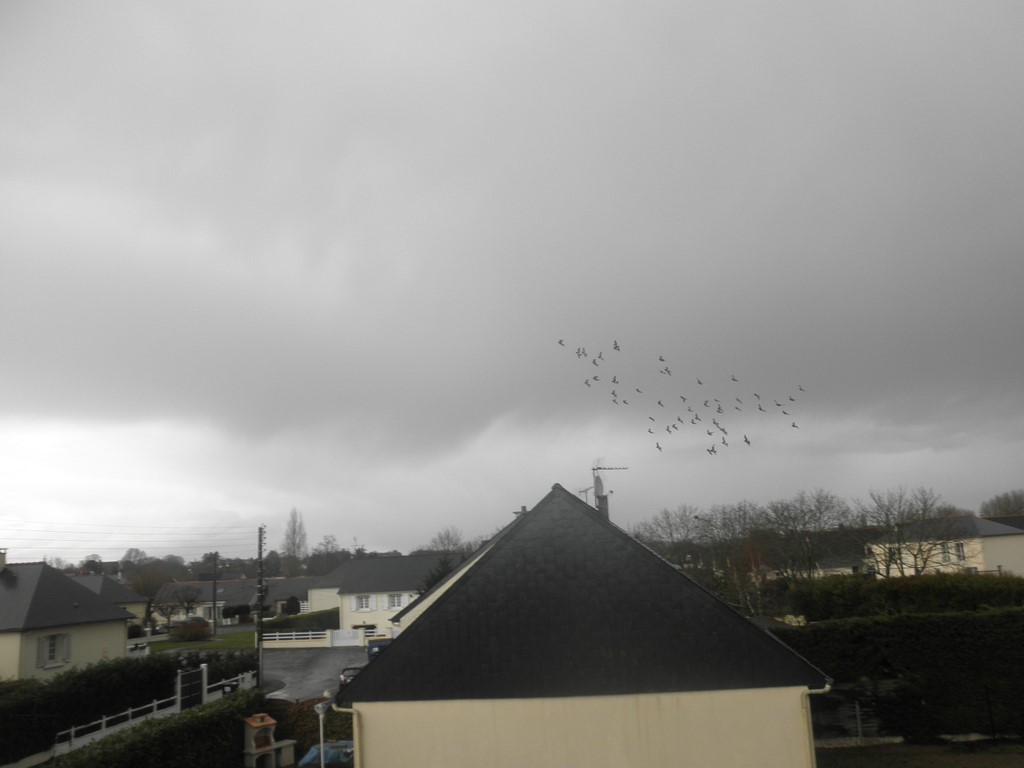 pigeonneaux par mauvais temps 