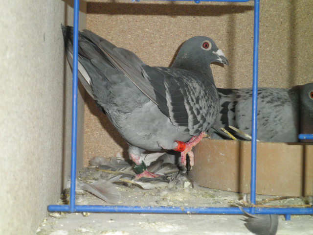 317972 et sa femelle