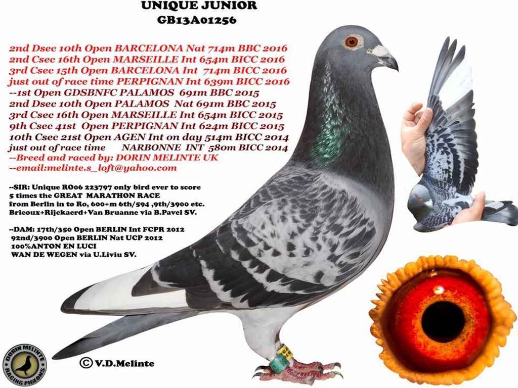 dorin unique junior