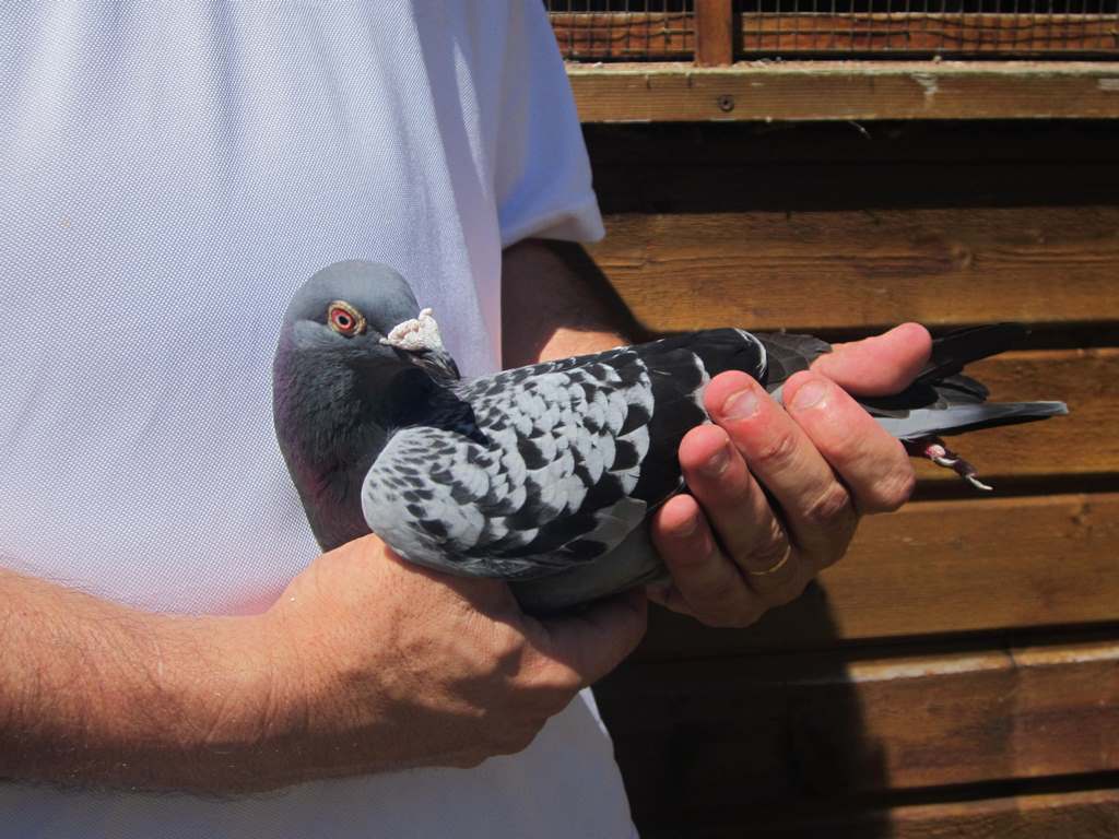 IMG 3305 1