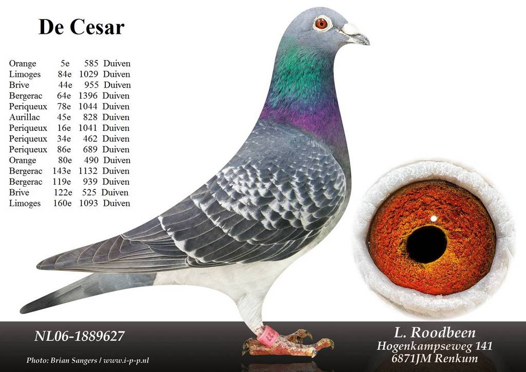 Cesar 1