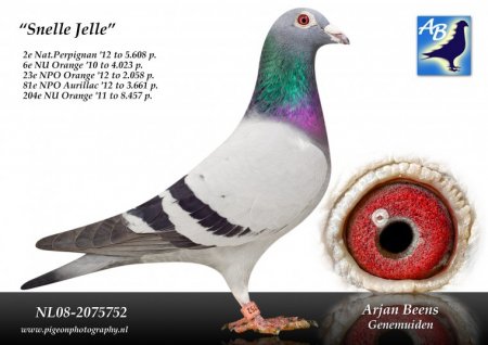 Snelle Jelle