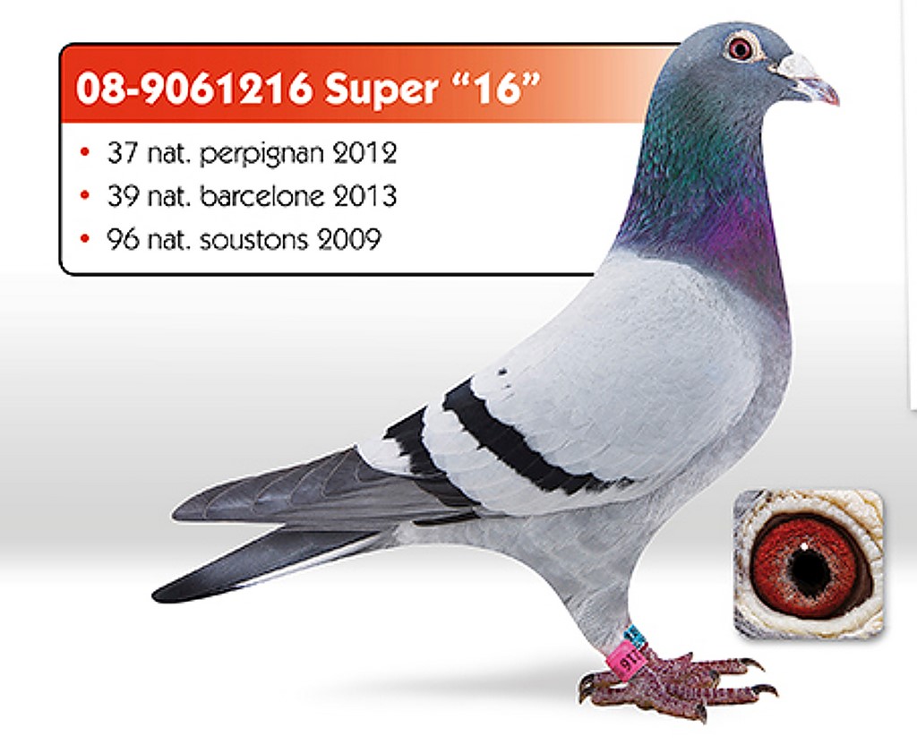 004 depasse super16