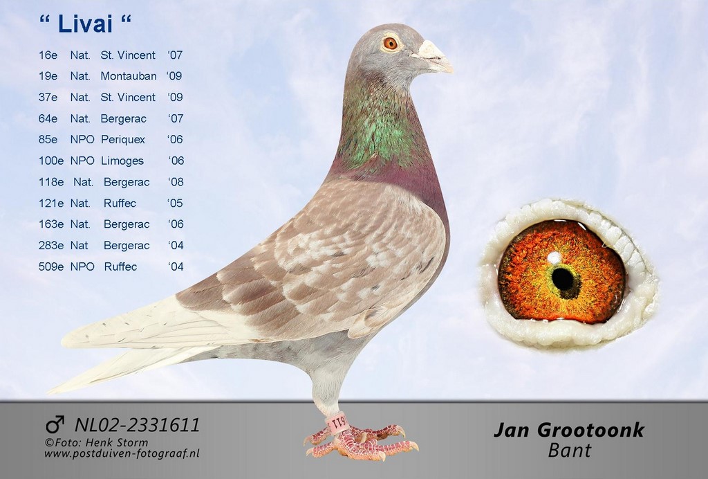 Livai GROOTOONK