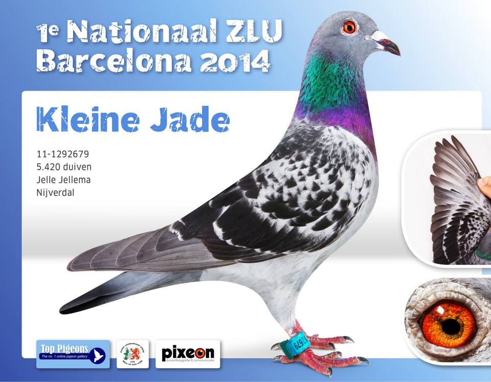 KLEINE JADE 1 INT BARCELONE 2014