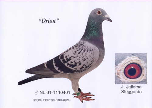 orion jellema