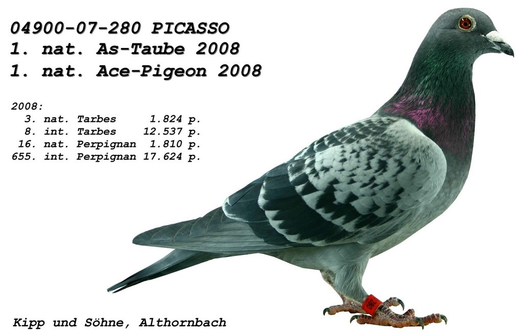 picasso 1 as pigeon 2008