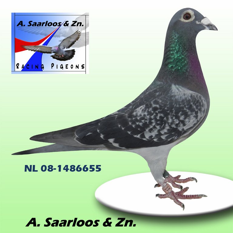 655 2x1er pigeon saarloos 2013 AgenNarbonne