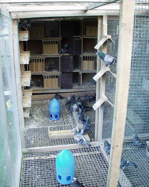 partie1-reproducteurs Copier