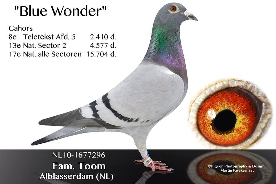 TOOM BLUE WONDER