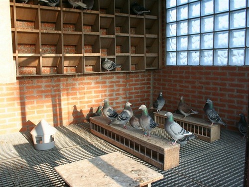 colombier pigeonneaux