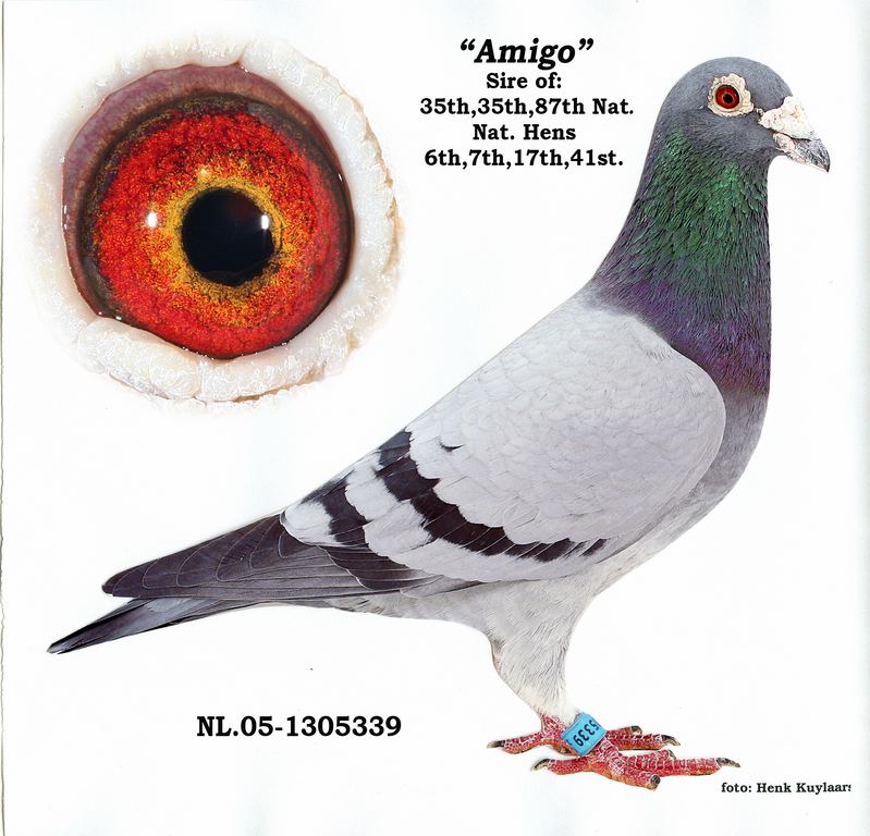 amigo