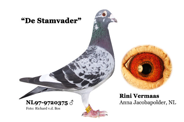 de stamvader