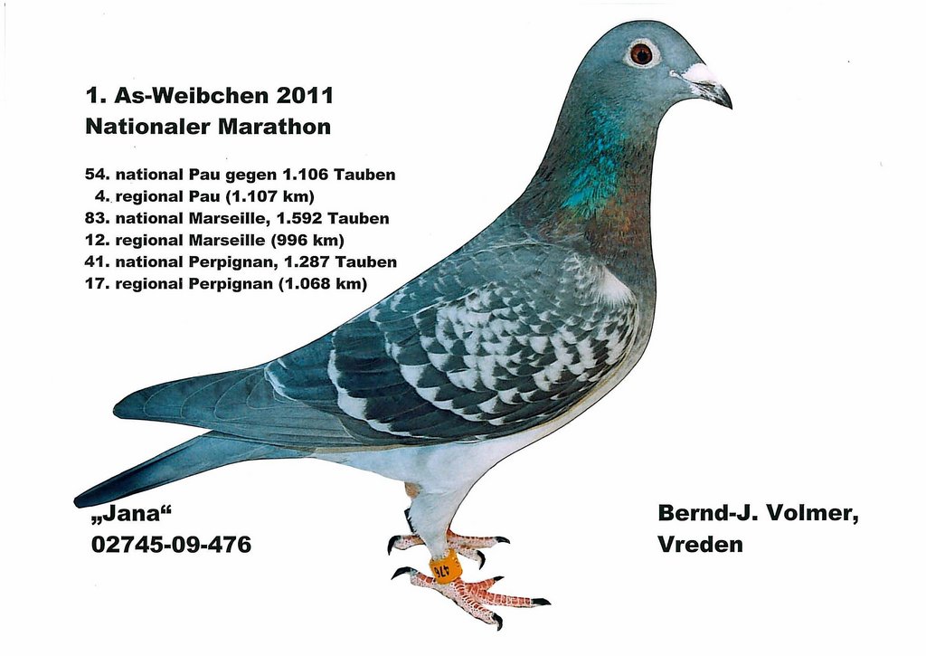 1 as weibchen 2011